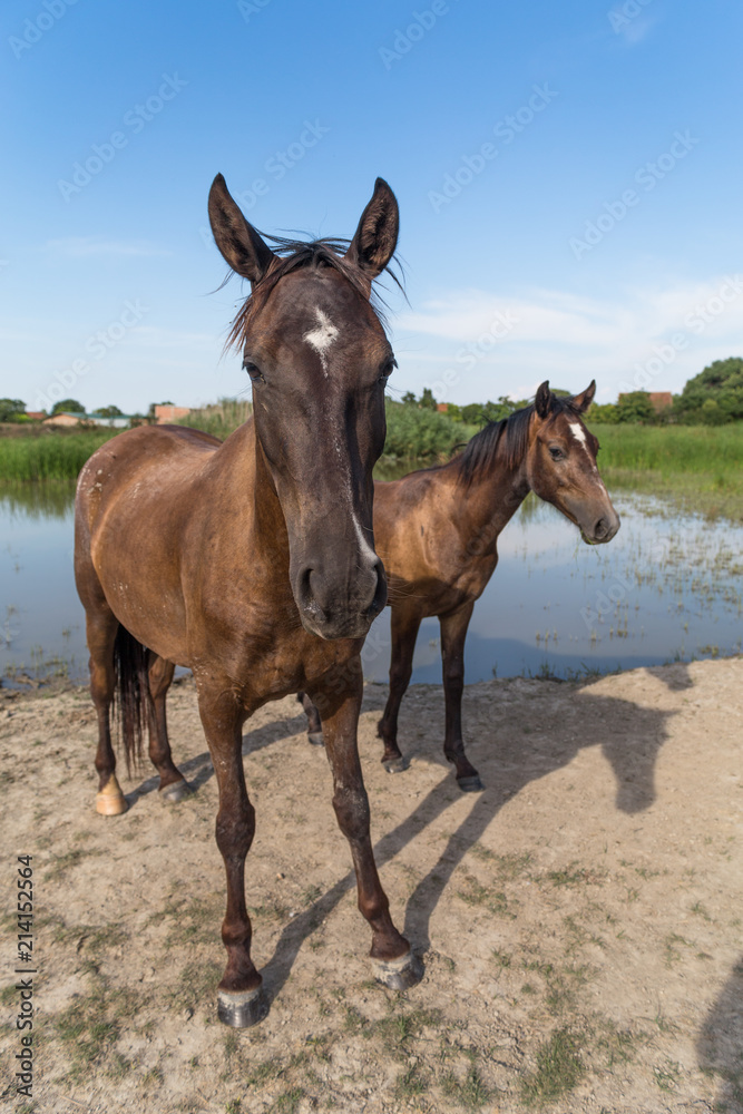Two horses on the meadow beside lake at animal shelter. Two horses on the meadow beside lake at animal shelter.