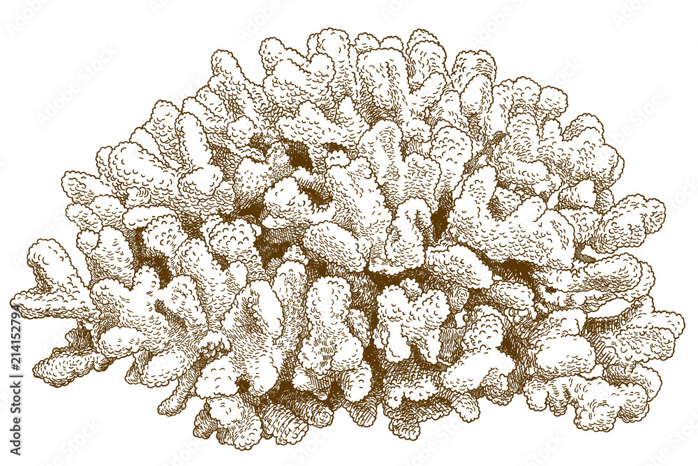 Naklejka premium engraving drawing illustration of pocillopora coral