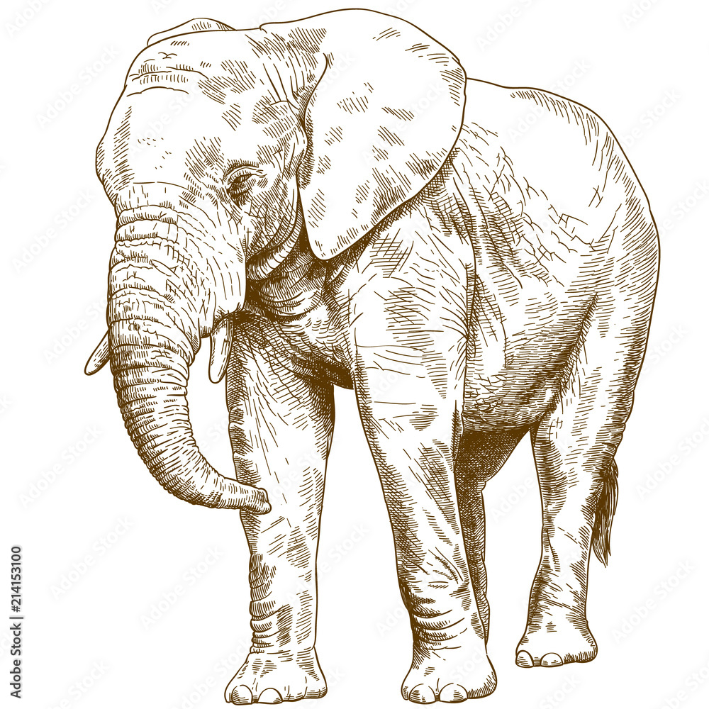 Obraz premium grawerowanie rysunek ilustracja wielkiego słonia