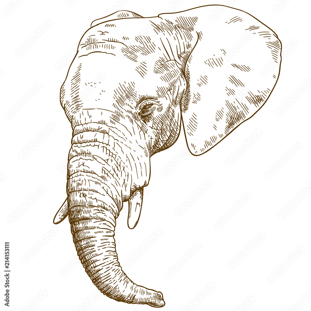 Naklejka premium grawerowanie rysunek głowy słonia