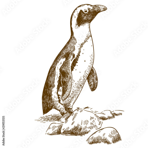 etching drawing illustration of Humboldt penguin