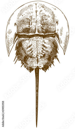engraving drawing illustration of horseshoe crab top view