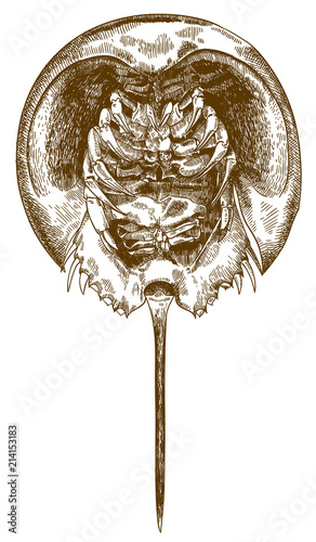 engraving drawing illustration of horseshoe crab bottom view