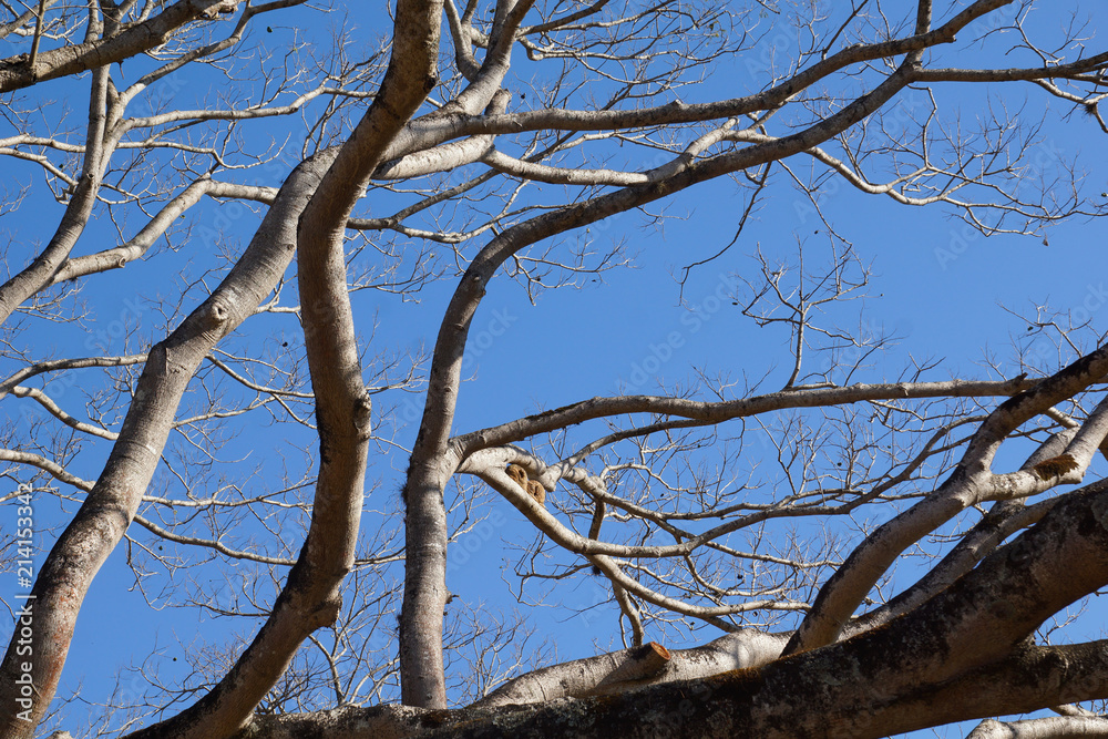 Arvore  de copaiba ou  pau de oleo sem folhas  sob ceu azul e  casas de joao de barro sudeste do brasil inverno de 2018
