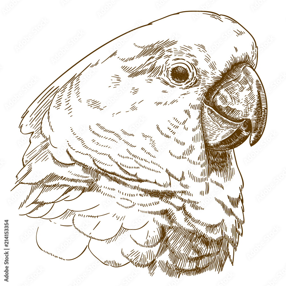 Fototapeta premium engraving drawing illustration of white cockatoo head