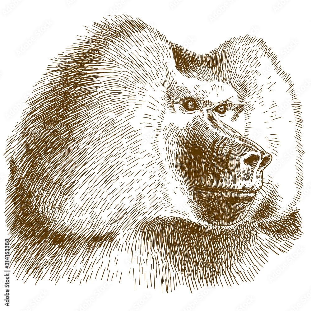 Fototapeta premium engraving drawing illustration of baboon head