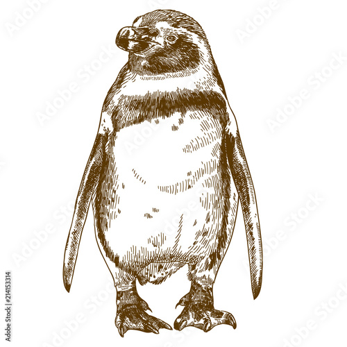 engraving drawing illustration of Humboldt penguin