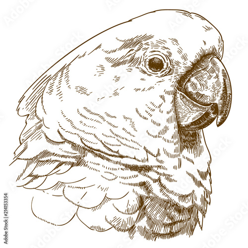 engraving drawing illustration of white cockatoo head