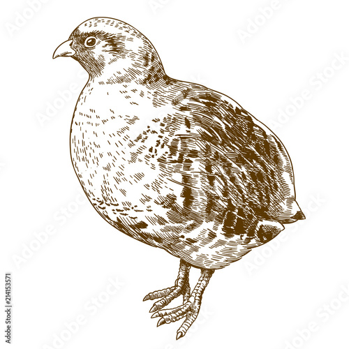 engraving drawing illustration of grey partridge Fototapet