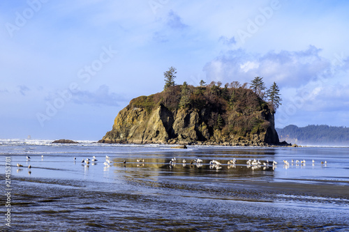 Seagulls at Ruby Beach In Washington photo