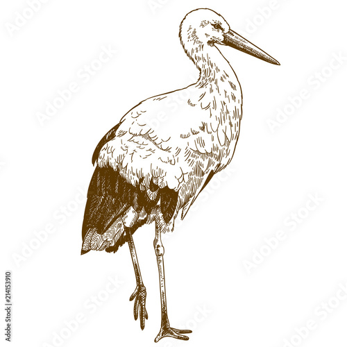 engraving drawing illustration of stork