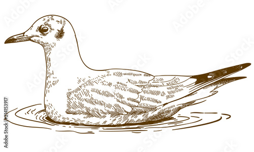 engraving drawing illustration of black-headed gull