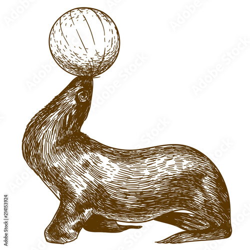 engraving drawing illustration of circus sea lion