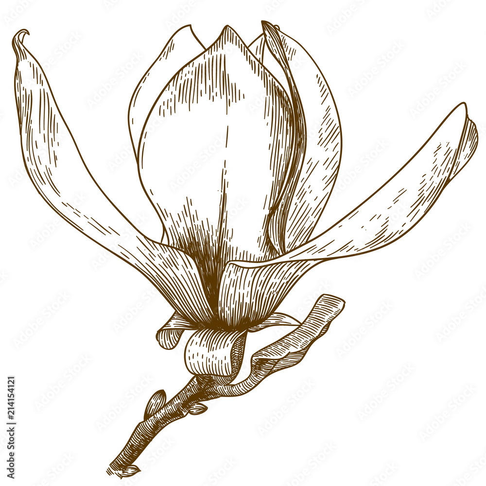 Naklejka premium engraving illustration of magnolia flower