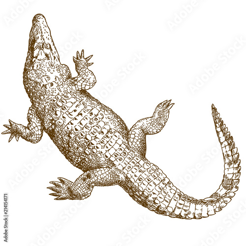 engraving drawing illustration of big crocodile