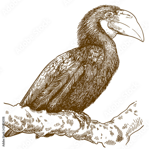 engraving  illustration of female papuan hornbill photo