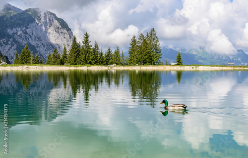 Duck in Ehrwalder Almsee - beautiful mountain lake in the Alps, Tyrol, Austria