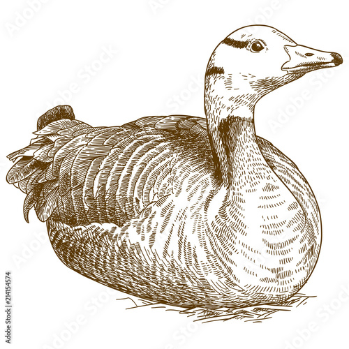 engraving illustration of goose