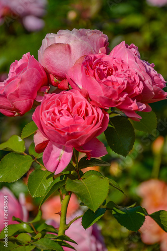 Rose flowers in the Park of Pavlovsk