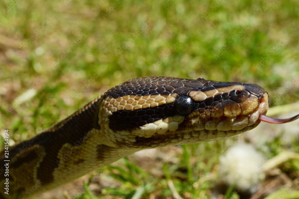 Obraz premium Ball Python Closeup