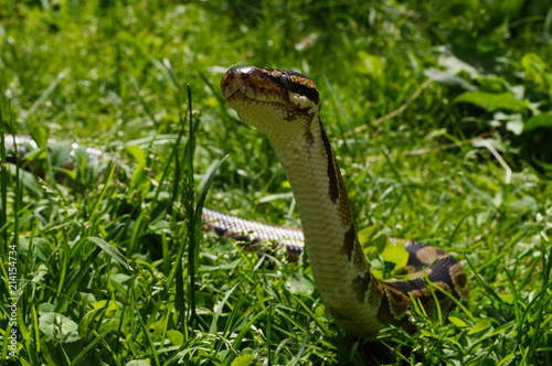 Ball Python Closeup