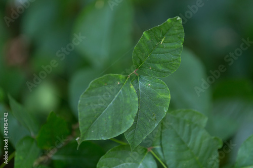 Poison Ivy in the Woods