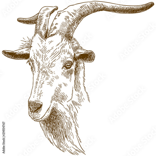 engraving illustration of big goat head photo