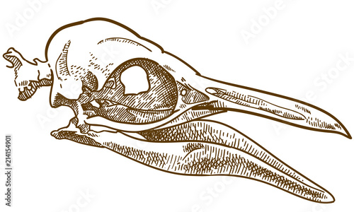 engraving illustration of penguin skull