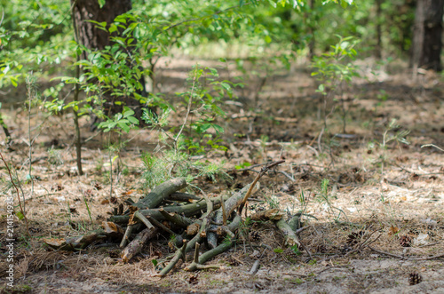 bunch of wood sticks in the forest