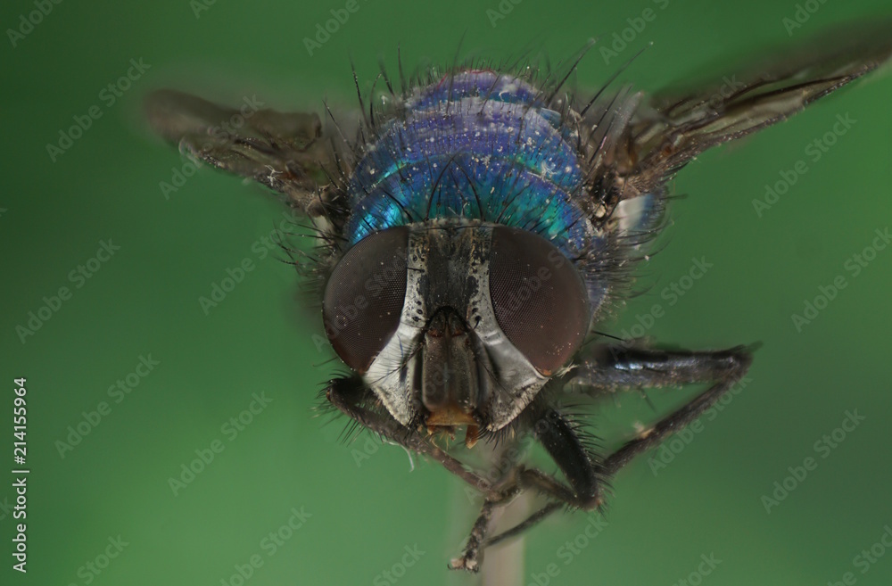 mosca mosca