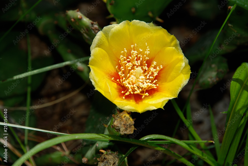 Prickly pear cactus delicate yellow flower Prickly pear cactus delicate yellow flower