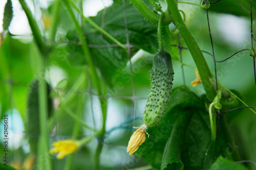 Little cucumbers growing on branches, beautiful greenhouse harvest concept