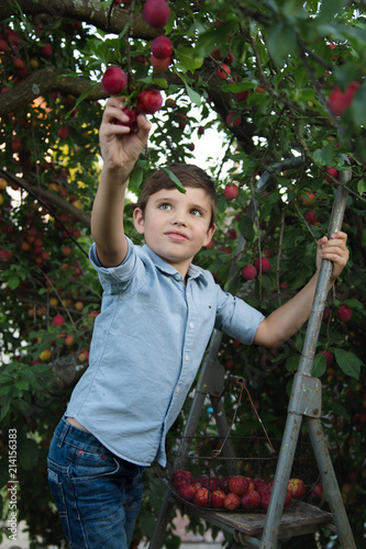 Cute little boy in a cowboy hat picking plums on a metal ladder, summer harvest concept