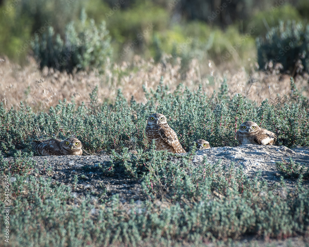 Obraz premium Family of owls staring