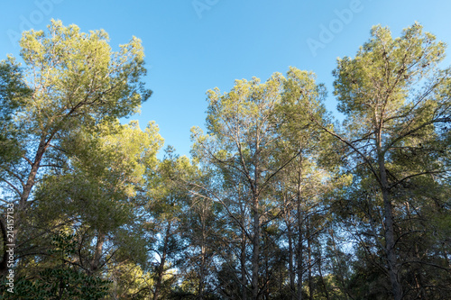 A group of trees under the blue sky