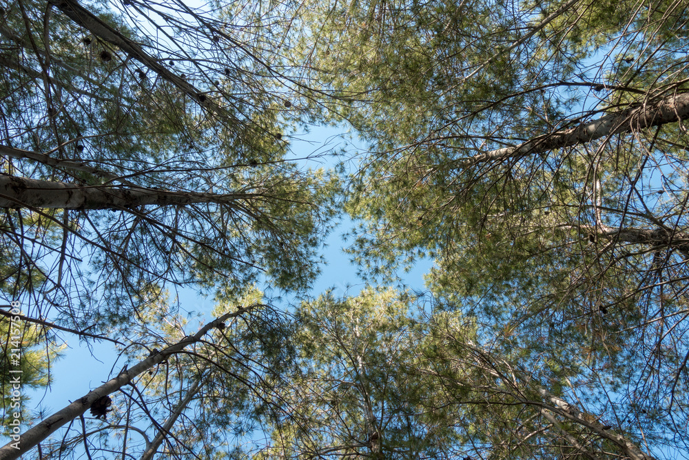 Fototapeta premium A group of trees under the blue sky