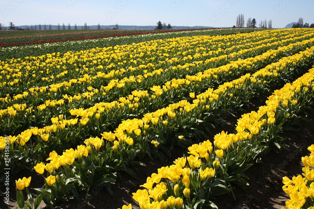 Fototapeta premium Tulips 