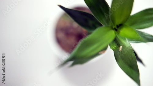 Dracaena braunii or lucky bamboo in white pot seen from the top, switching focus from top to bottom. photo