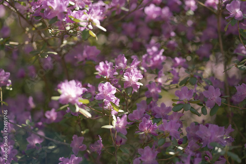 pink flowers of rhododendron in the park photo