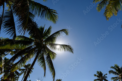 TROPICAL