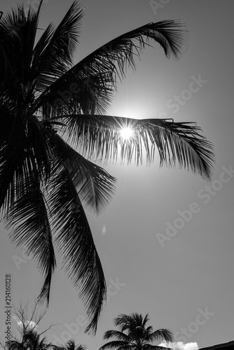 TROPICAL