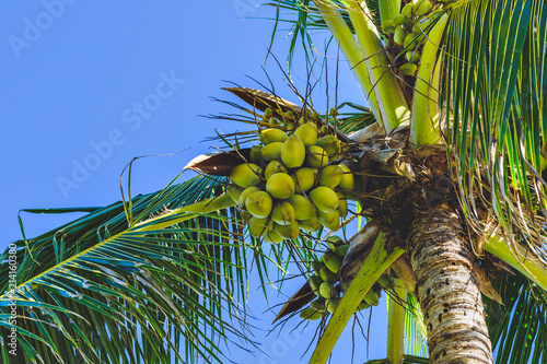 TROPICAL