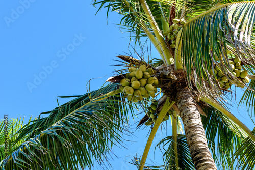 TROPICAL