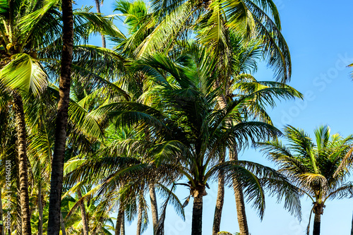 TROPICAL