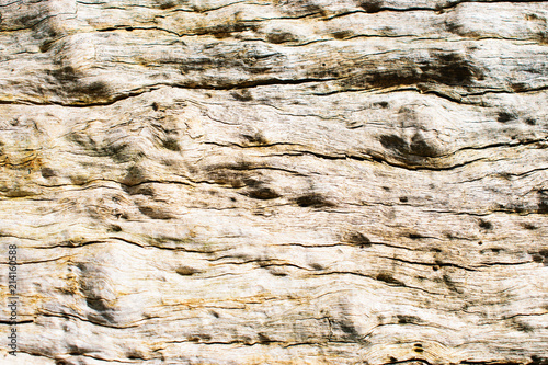 Tree bark texture background.