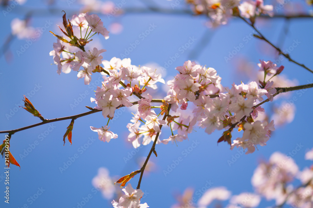 Sakura tree branches on a blue sky background on a clear Sunny day Sakura tree branches on a blue sky background on a clear Sunny day