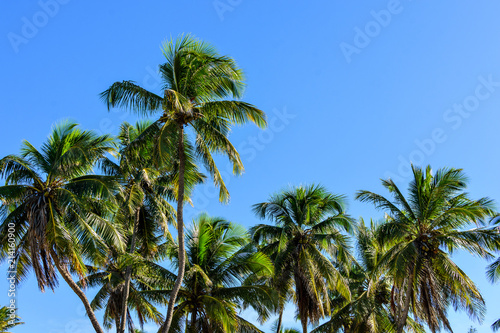 TROPICAL