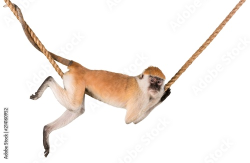 Monkey Hanging On Rope - Isolated