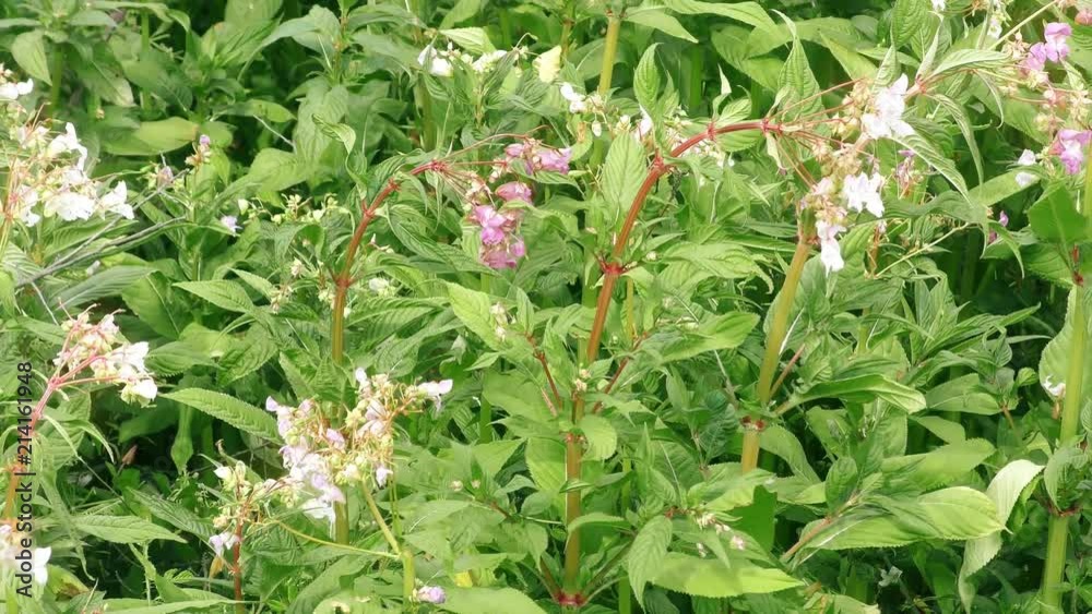 nature wild flowers generic cut away nature wild flowers generic cut away