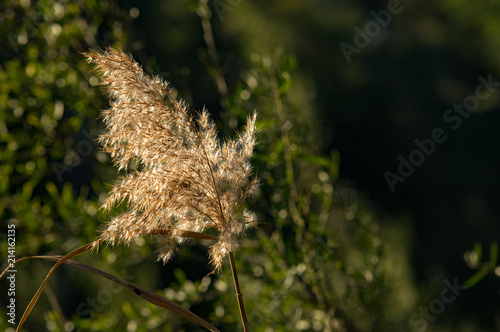 Reed Blossum